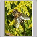 Pollenia sp - Fleischfliege w01.jpg